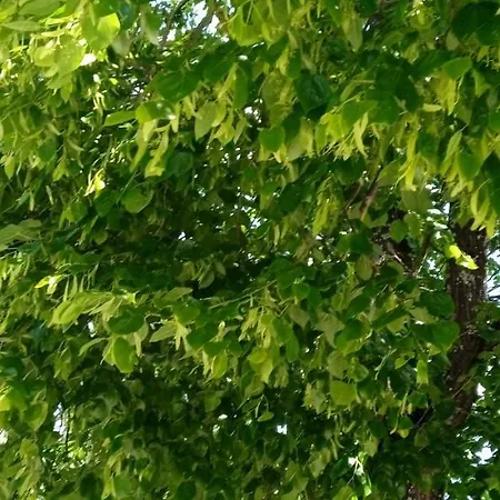 Le Phenix A Internet Debit & Parking ディジョン