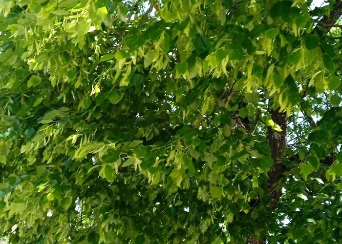 Le Phenix A Internet Debit & Parking ディジョン